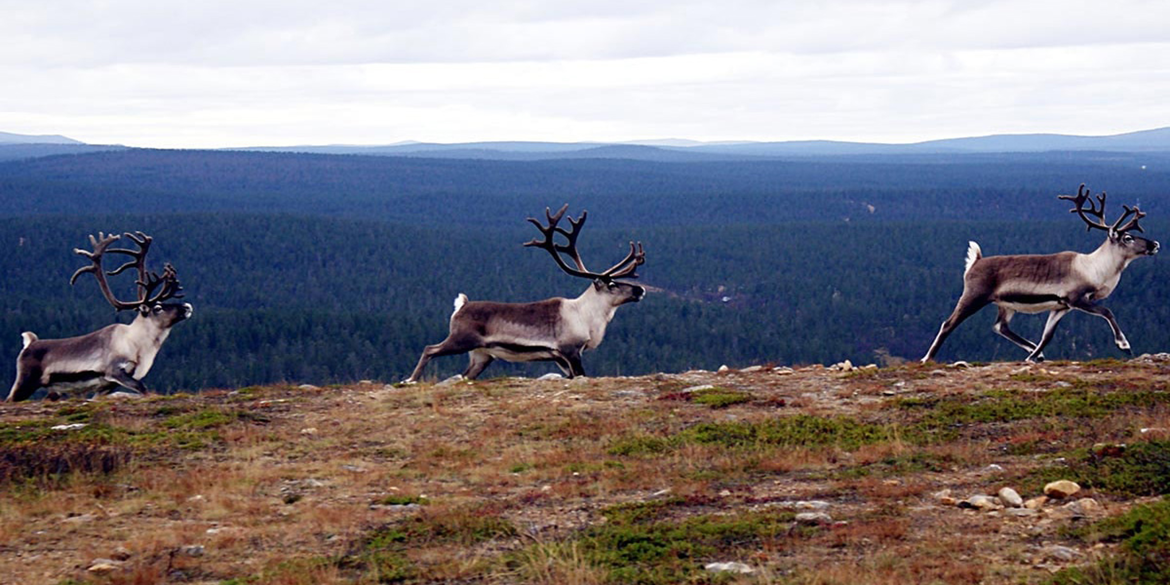 Rensdyr løber i flok over åbent landskab med skov i baggrunden, set fra siden i fugleperspektiv.