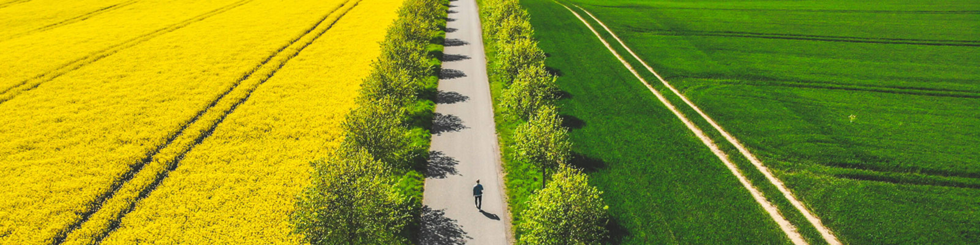 En person cykler på landevej omgivet af blomstrende rapsmark og frodig grøn mark set fra oven.