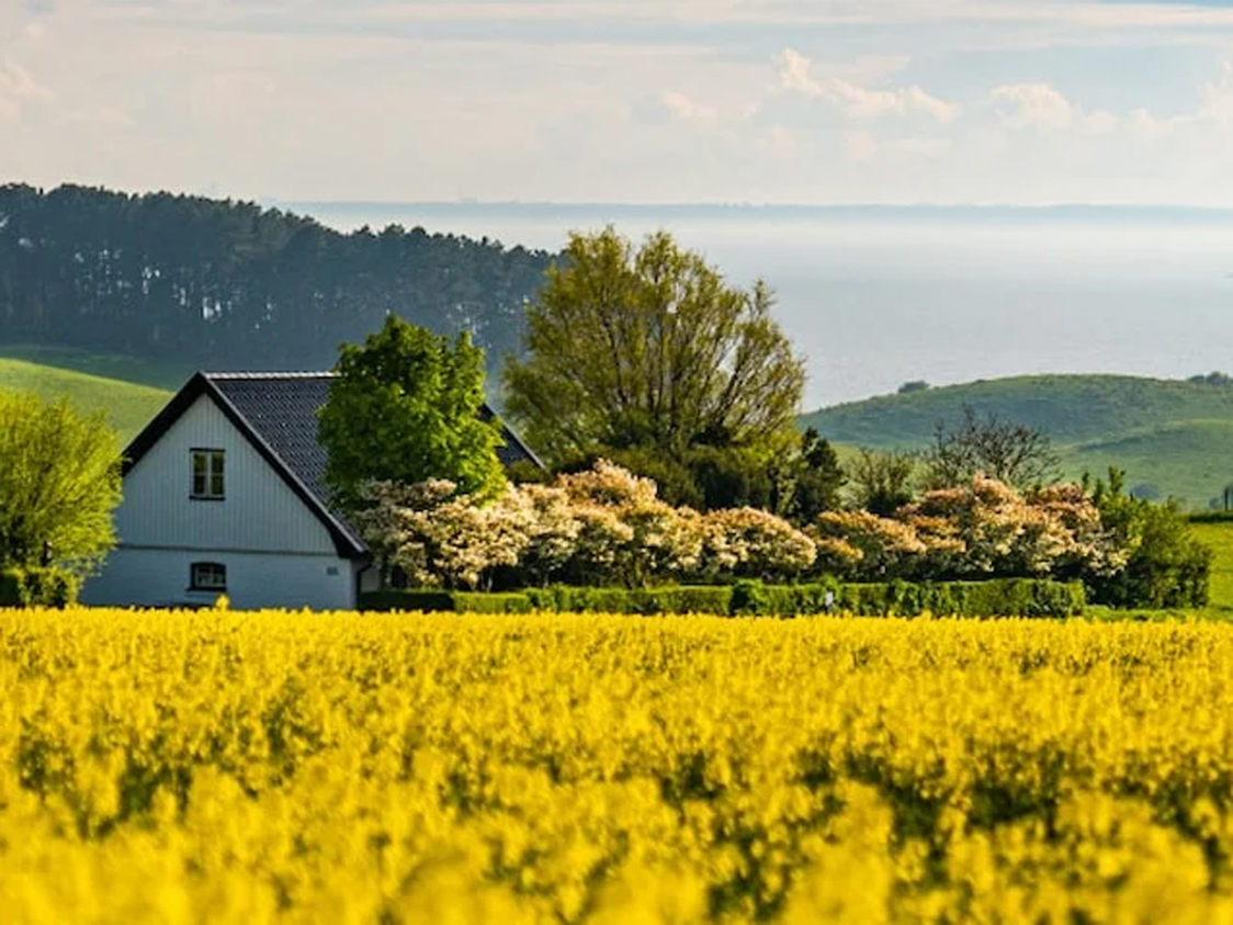 Hvidt hus med sort tag omgivet af blomstrende træer og gule rapsmarker med udsigt over bakker og skov.