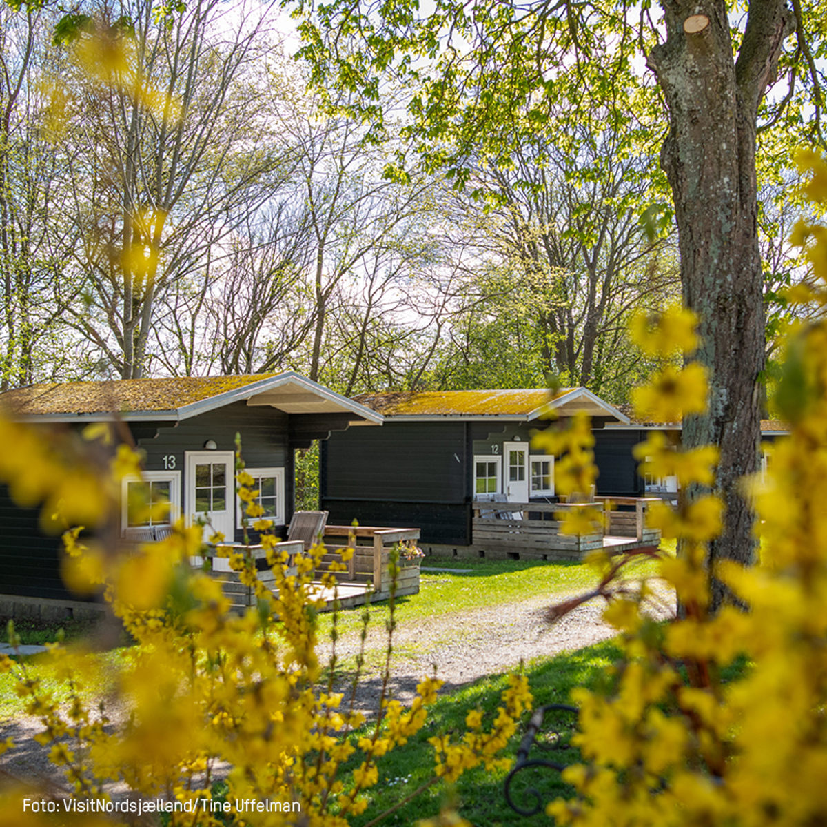 Træhytter i skovområde om foråret set gennem gule blomster i forgrunden.
