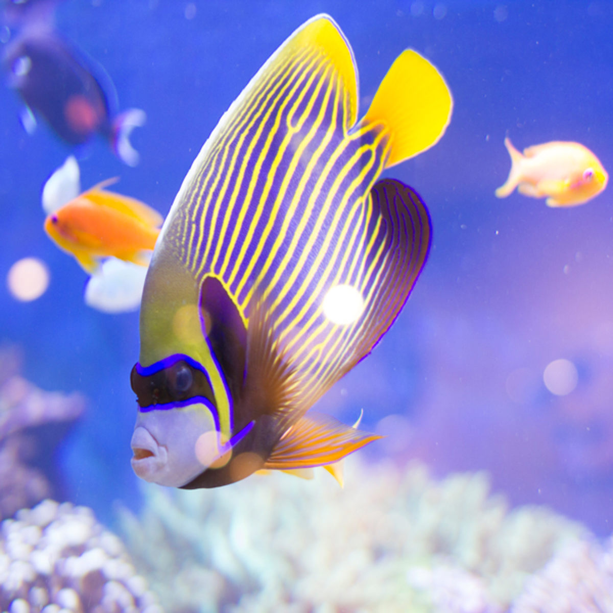 Kejsersnapper fisk med gule og blå striber svømmer i akvarium med uklare fisk i baggrunden.