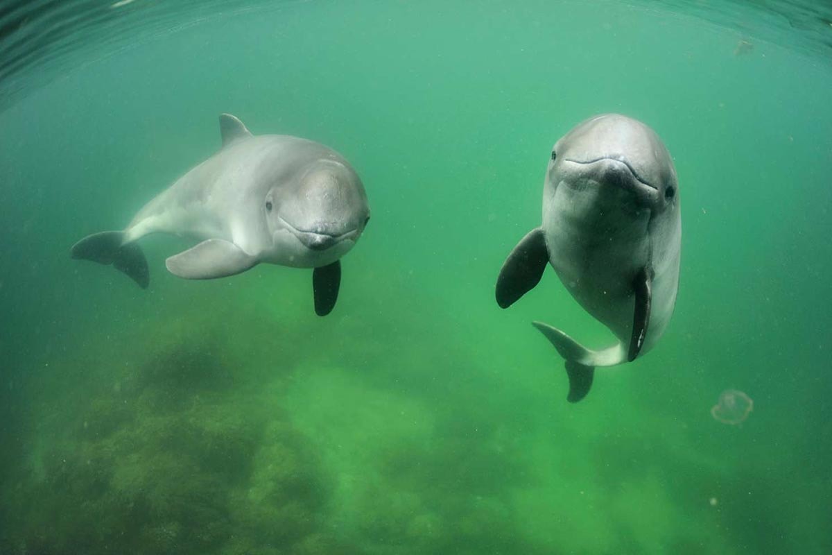 To delfiner ses i grønt havvand under overfladen, hvor man kan ane havbunden.