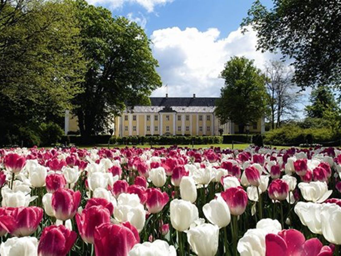 Tulipanmark med røde og hvide blomster foran en stor, gul herregård på en solrig dag.