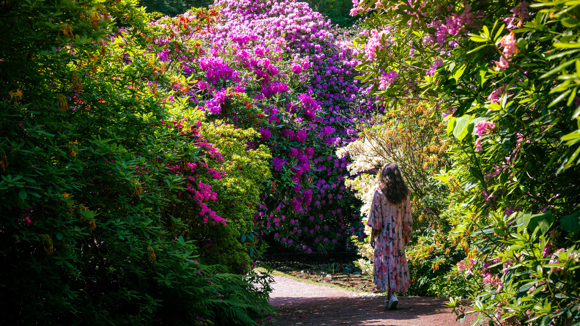 Rhododendron busk i levende farver med en kvinder,d er går under i en blomstret kjole.
