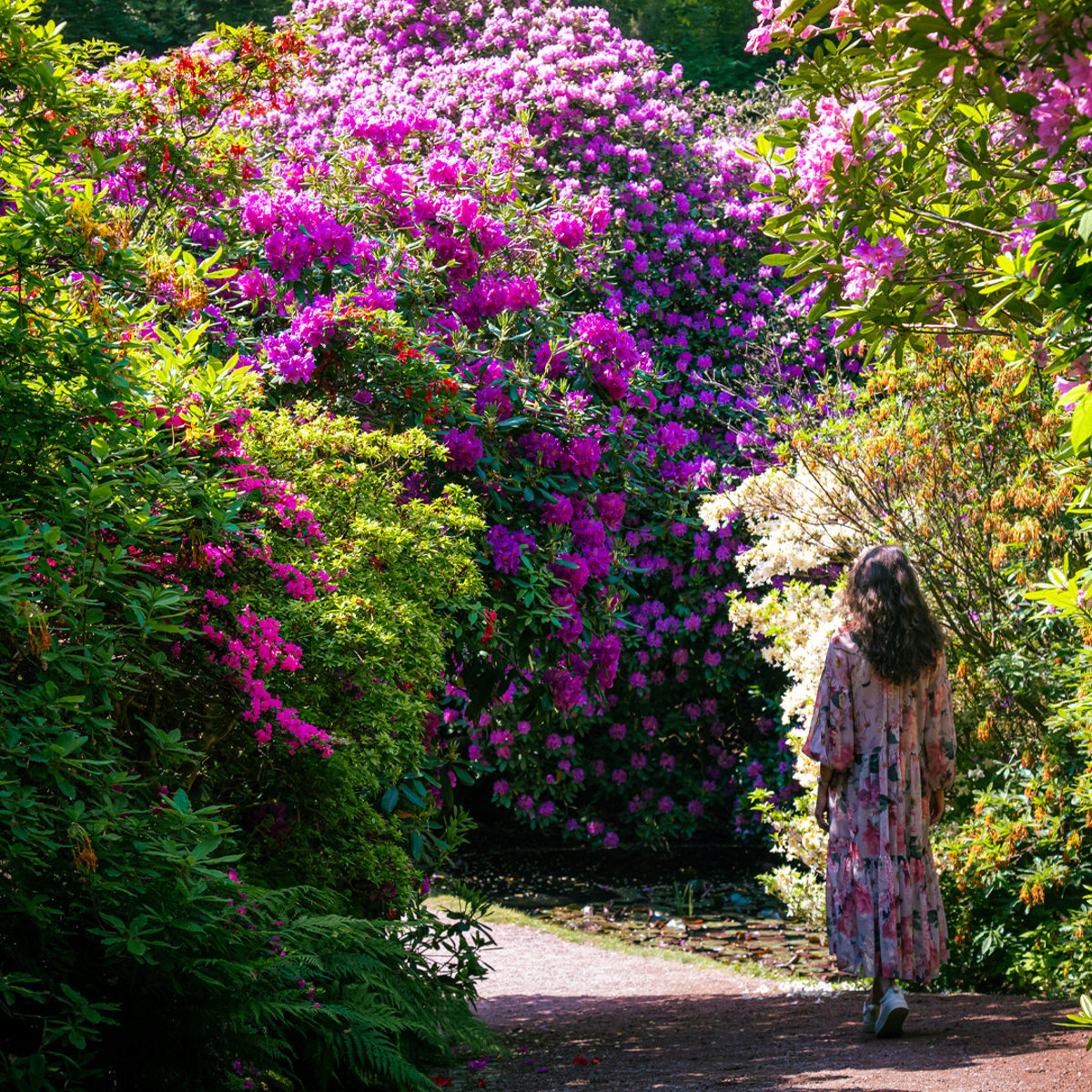 Rhododendron busk i levende farver med en kvinder,d er går under i en blomstret kjole.