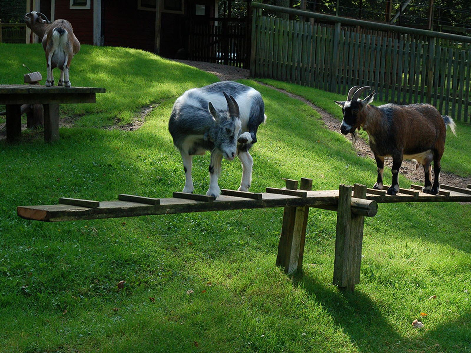 To geder balancerer på en træbro i en grøn græseng i en solrig dyrepark.