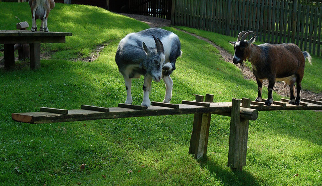 To geder balancerer på en træbro i en grøn græseng i en solrig dyrepark.