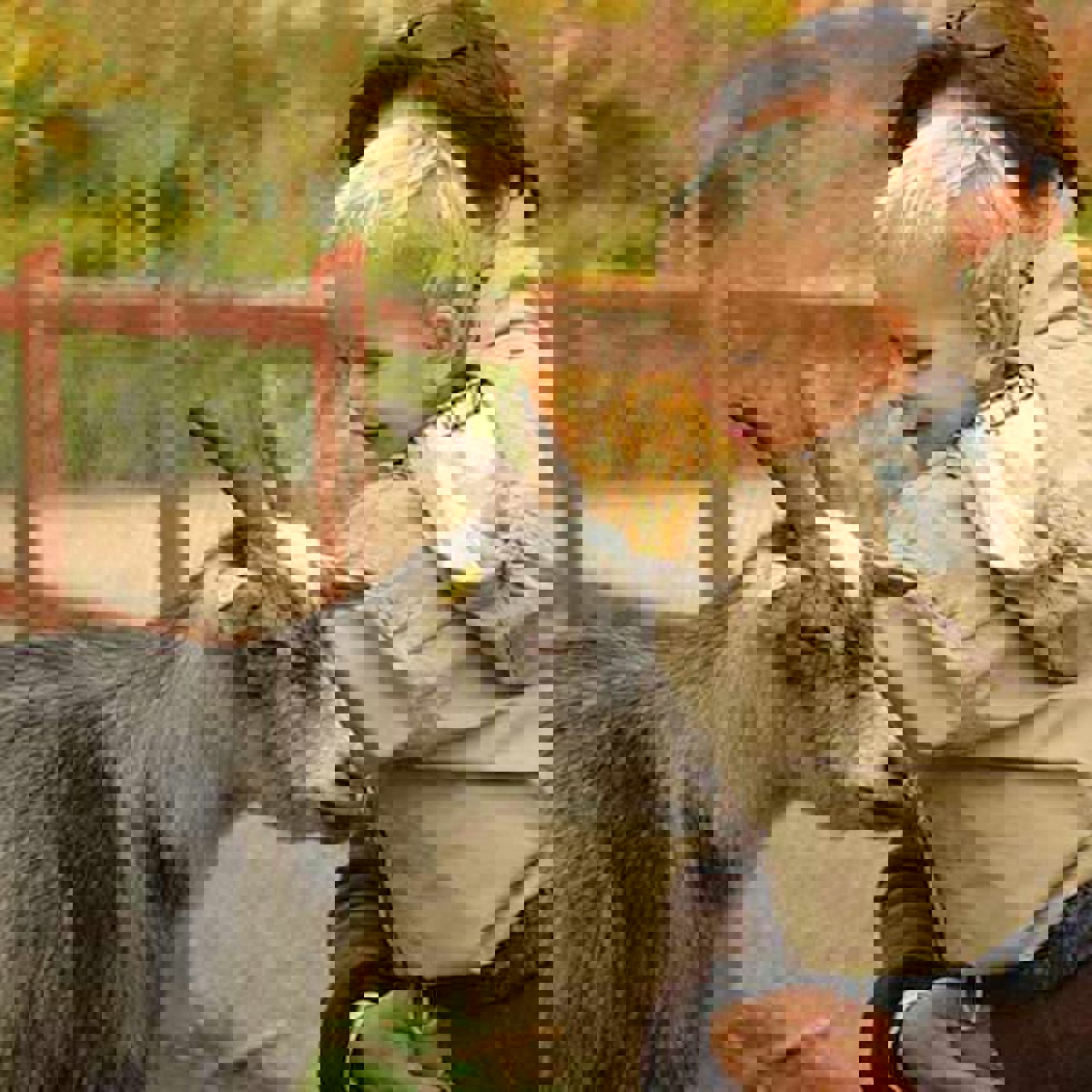 Gavno Slott Bergsgetter Barn Klappar Sfw 600X400