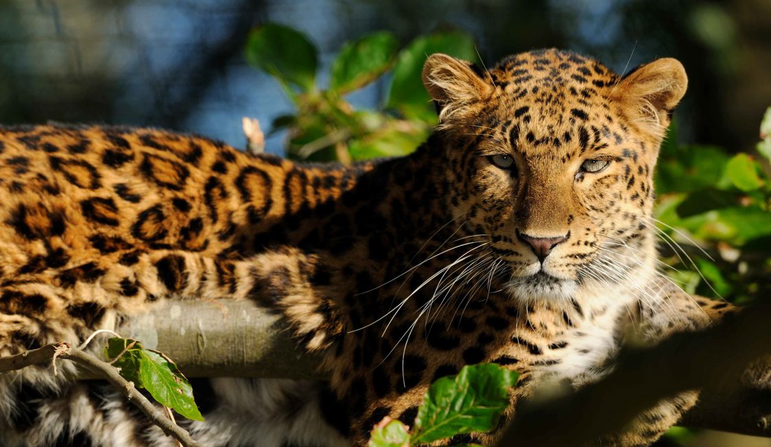 Amurleopard hviler på gren i solbeskinnet skovlandskab med skarpe pletter i fokus på hoved og krop.
