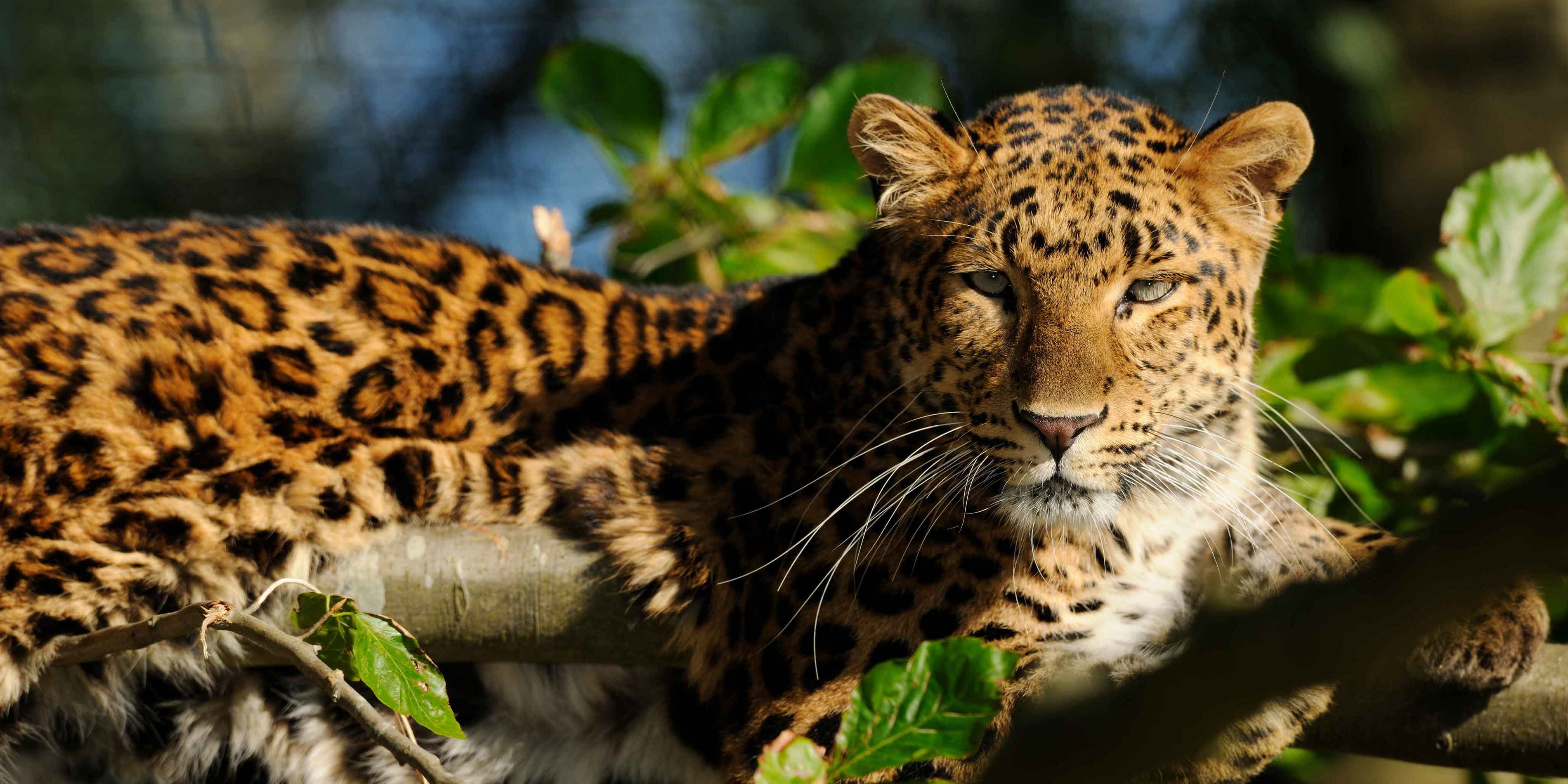 Amurleopard hviler på gren i solbeskinnet skovlandskab med skarpe pletter i fokus på hoved og krop.