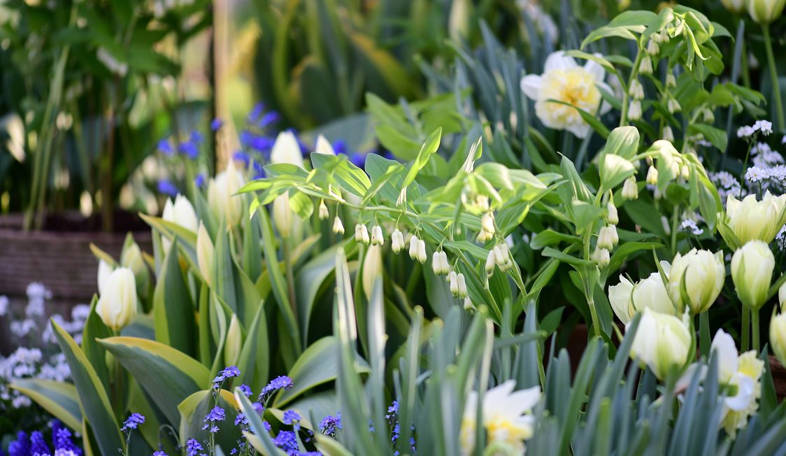 Hvide tulipaner og smukke blå blomster i blomsterhaven med grønne blade i baggrunden.