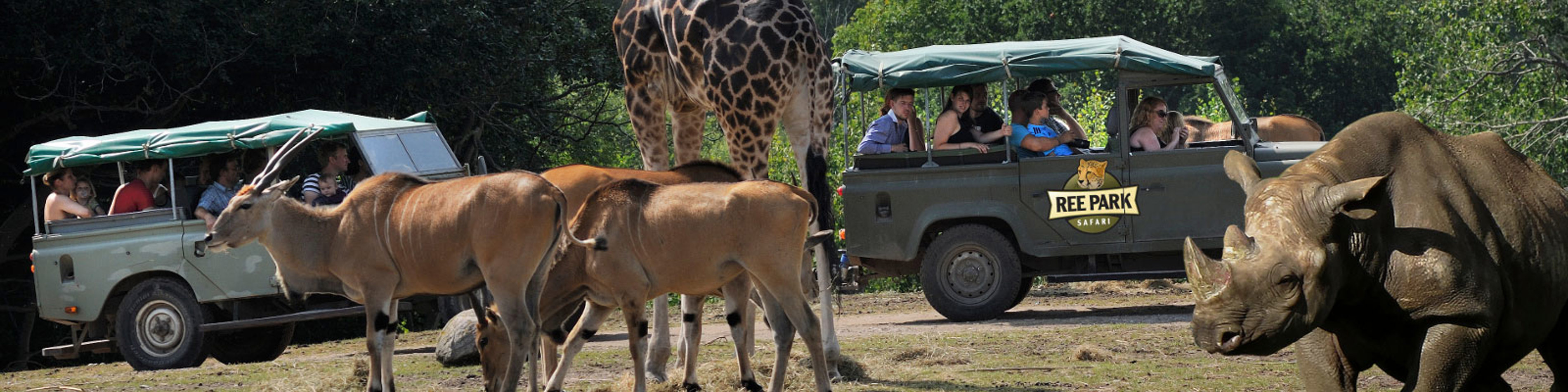 Safari i Ree Park med næsehorn, antiloper og giraffer, set fra jeep med besøgende ved grønne trækroner.