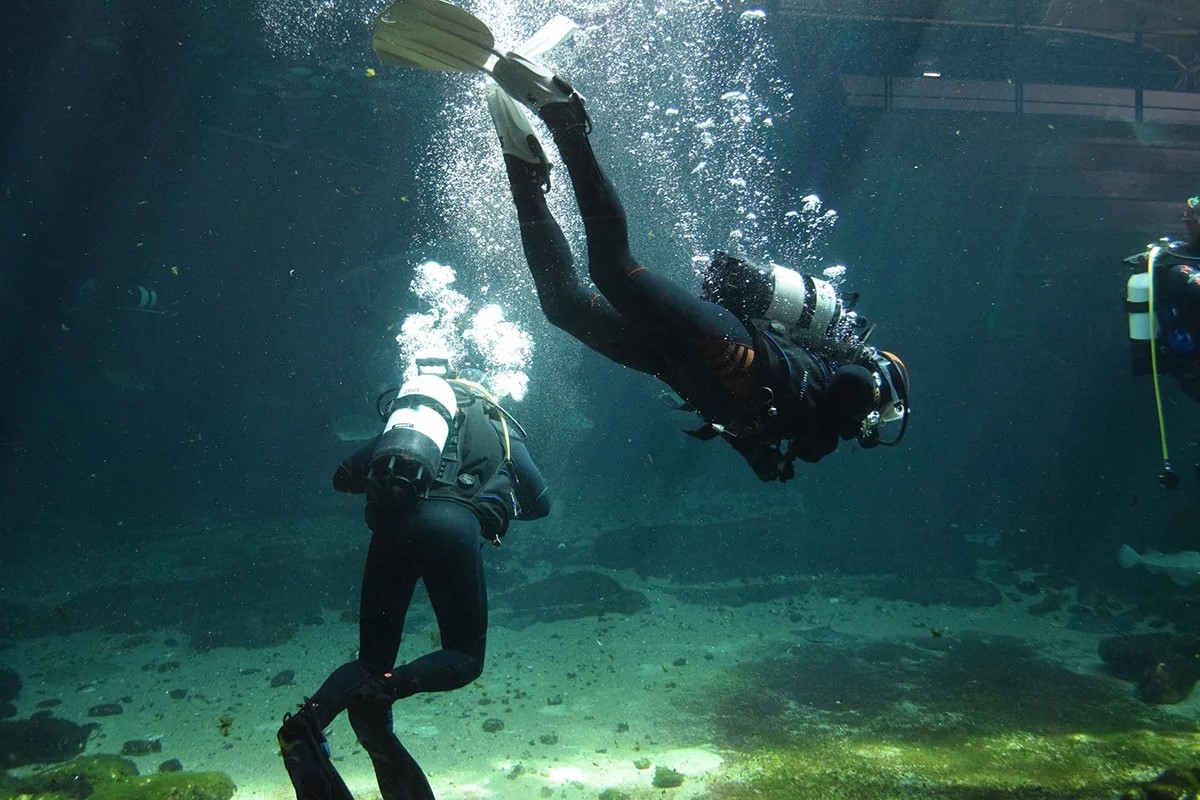 Dykare under ytan i djupblått vatten, simmar genom ett mångsidigt och hållbart havslandskap.