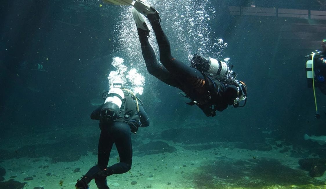 Dykare under ytan i djupblått vatten, simmar genom ett mångsidigt och hållbart havslandskap.