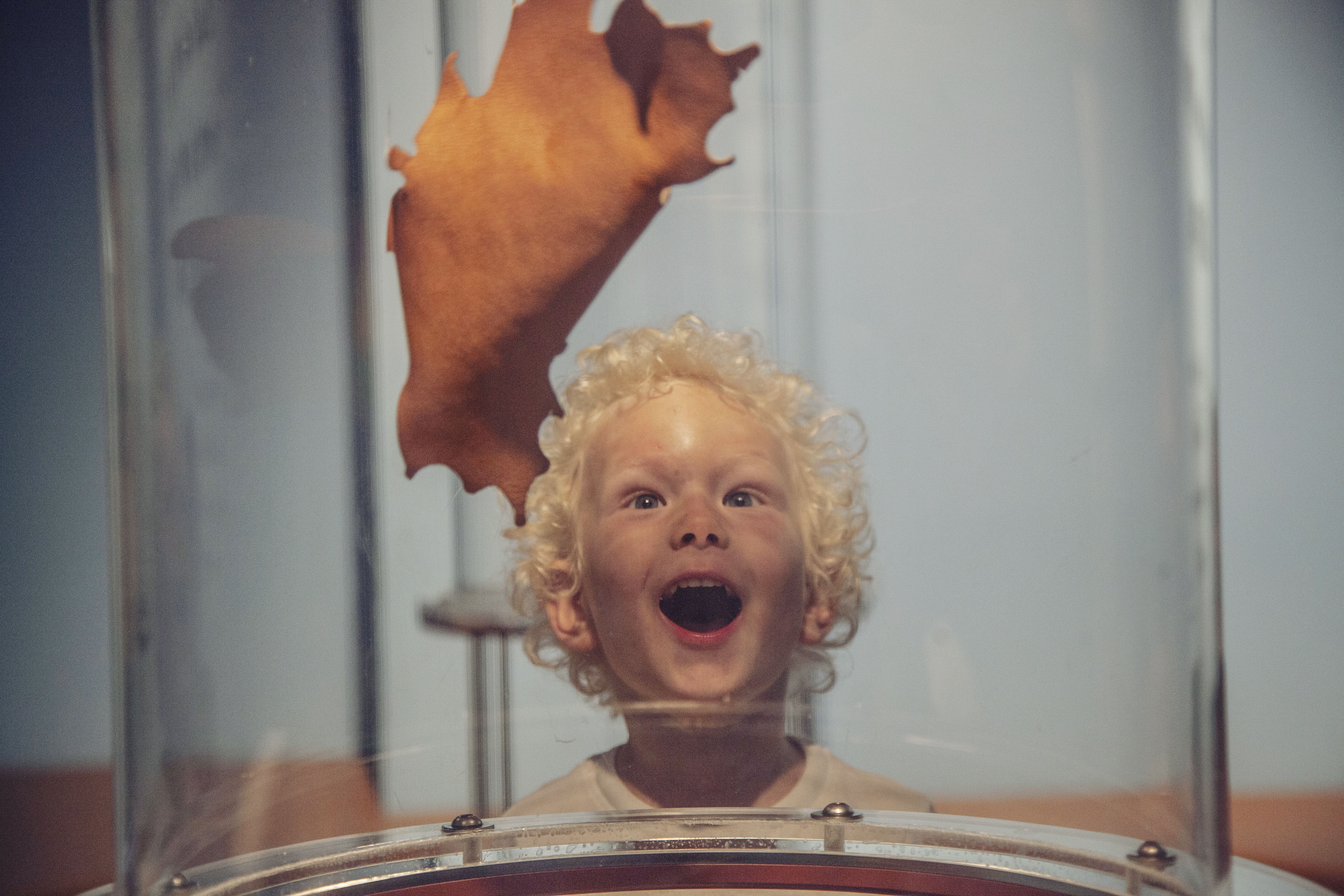 Pojke med lockigt hår i Miniverset-utställningen ser förvånat på ett flygande löv inuti en glasbehållare.