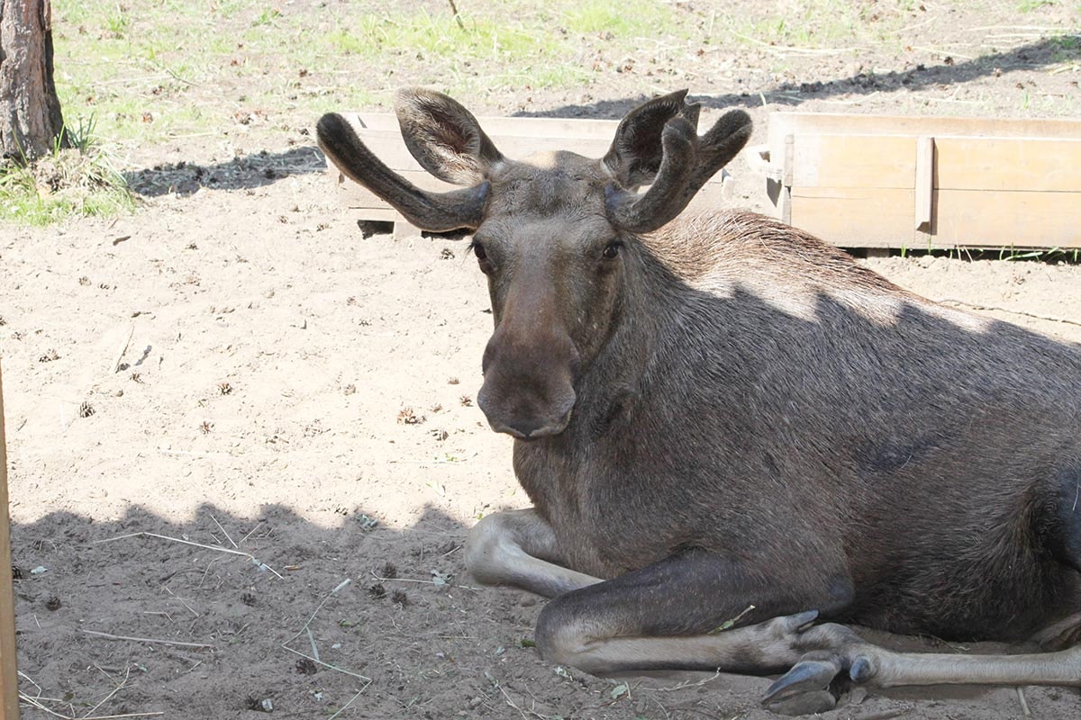 Sandfarvet tørklæde i cashmere stilfuldt draperet om hals på model mod neutral baggrund.