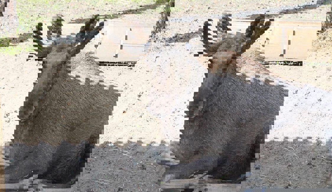 Sandfarvet tørklæde i cashmere stilfuldt draperet om hals på model mod neutral baggrund.