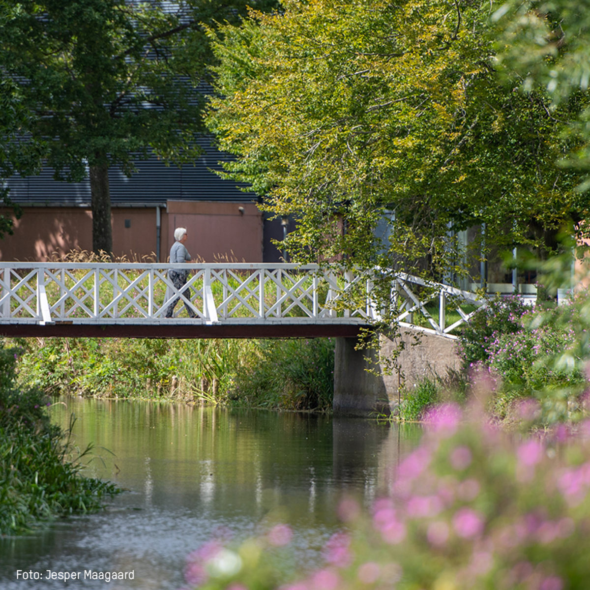 196 Kloeverstierne 600X600px