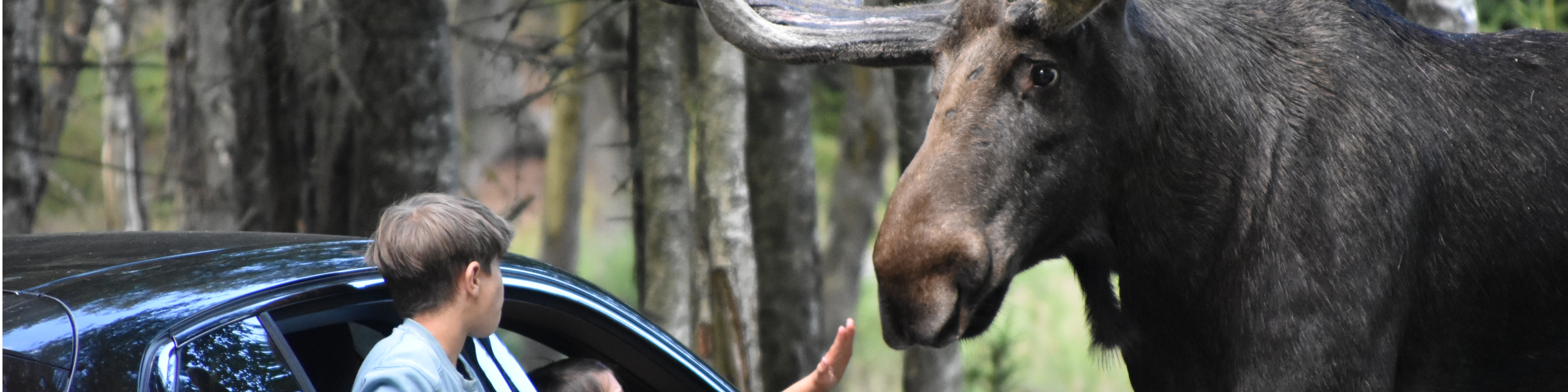En elg står tæt på en bil med åben dør, mens en person kigger ud, i en skov.