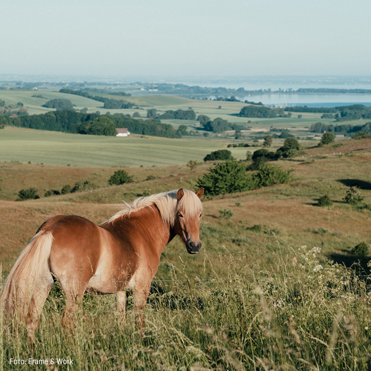 Brun hest med lys manke græsser på bakket landskab med udsigt over fields og hav i baggrunden.