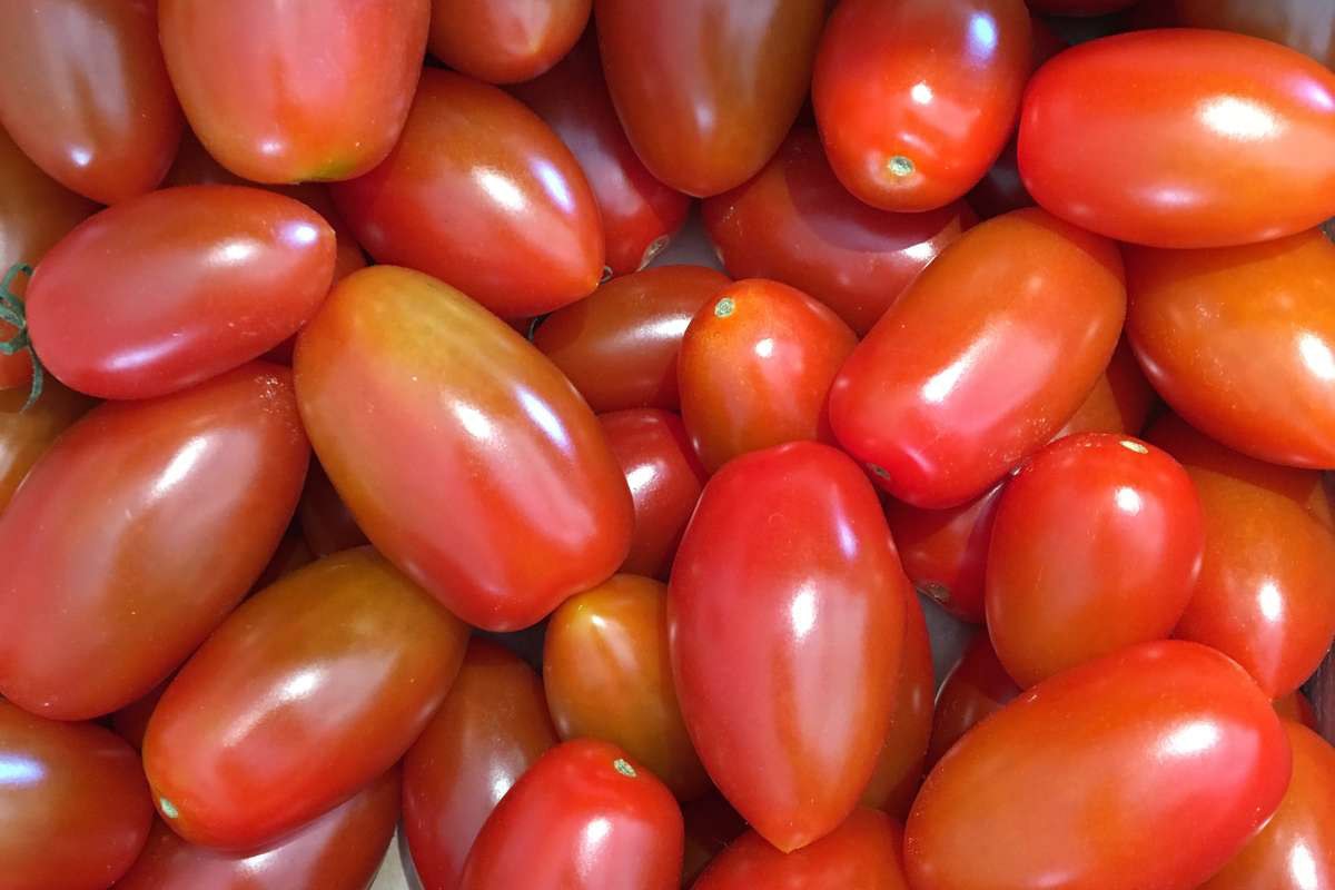 Cherrytomater ses helt tæt på.