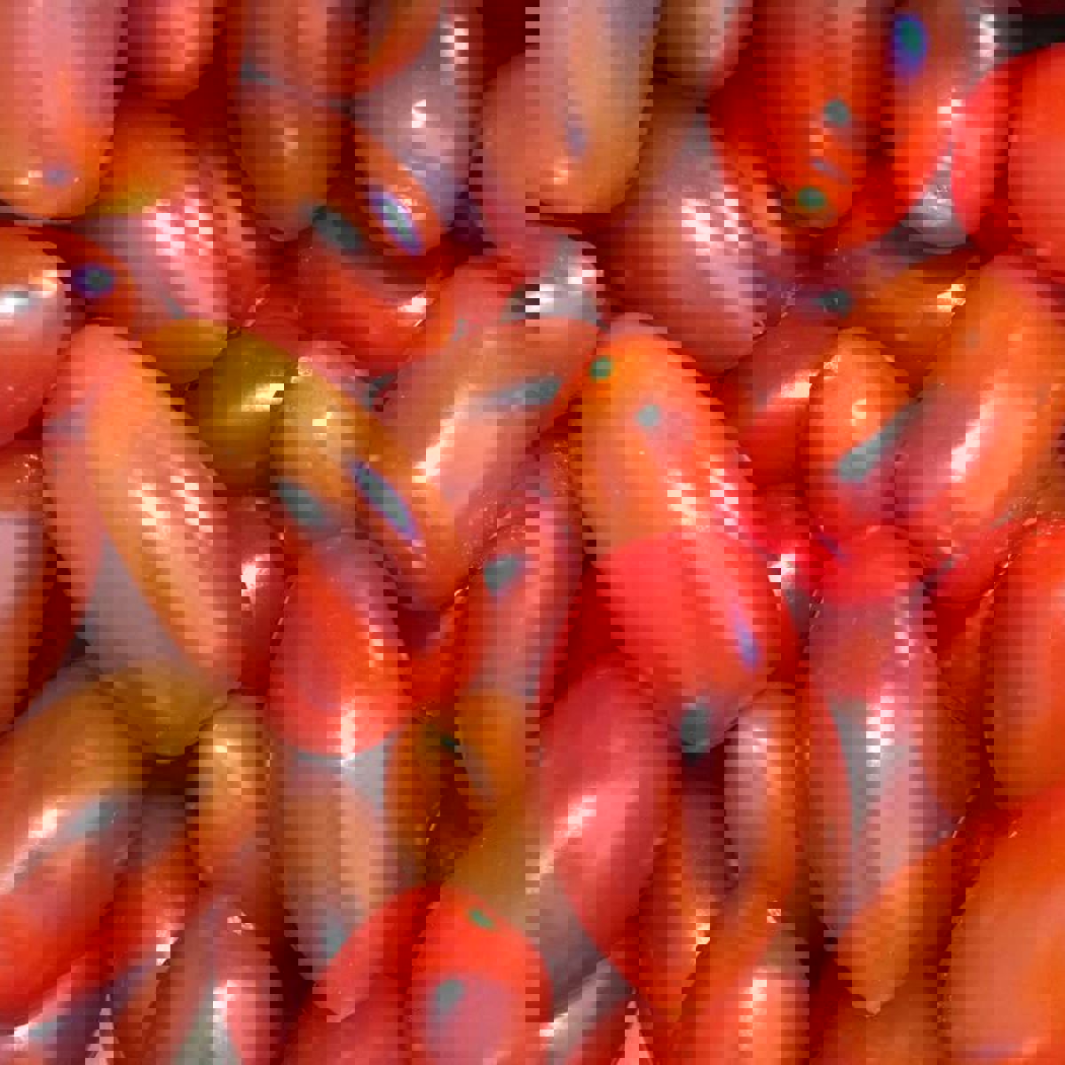 Cherrytomater ses helt tæt på.