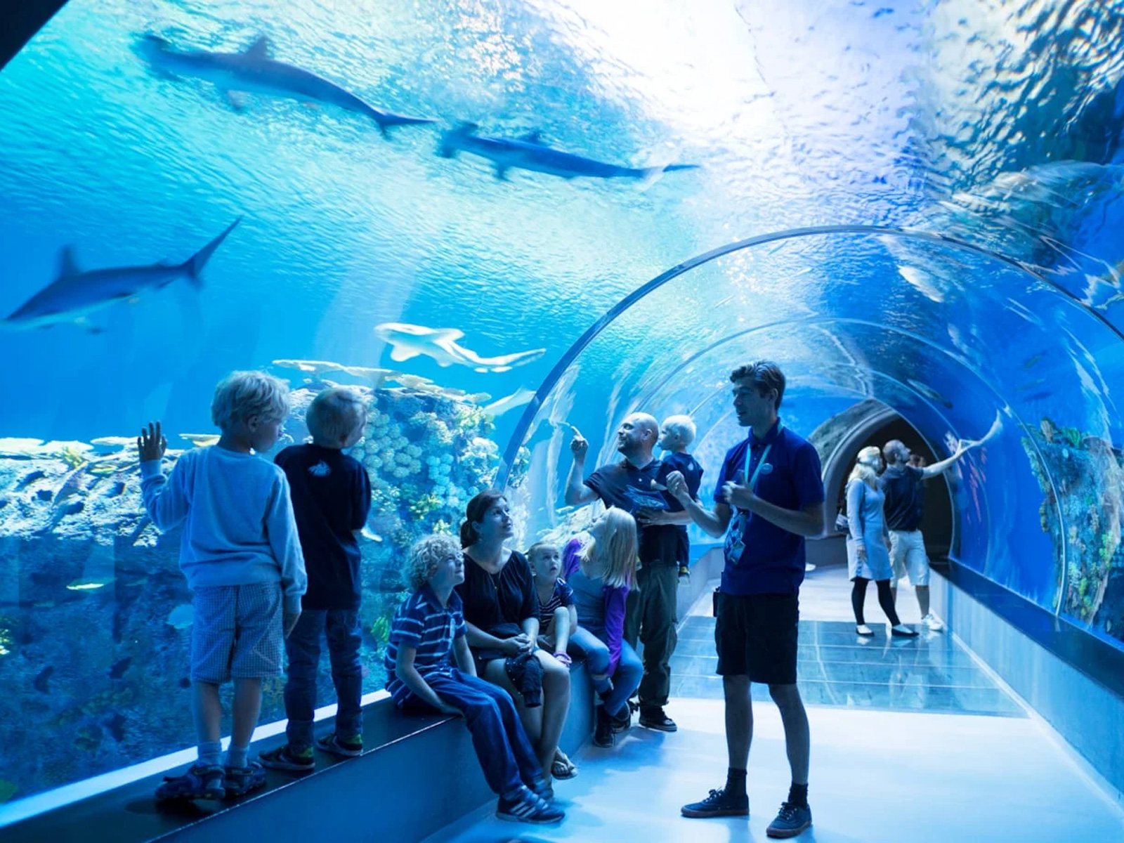 Besökare i Den Blå Planetens oceantunnel, omgivna av simmande hajar och havsdjur i det stora akvariet.