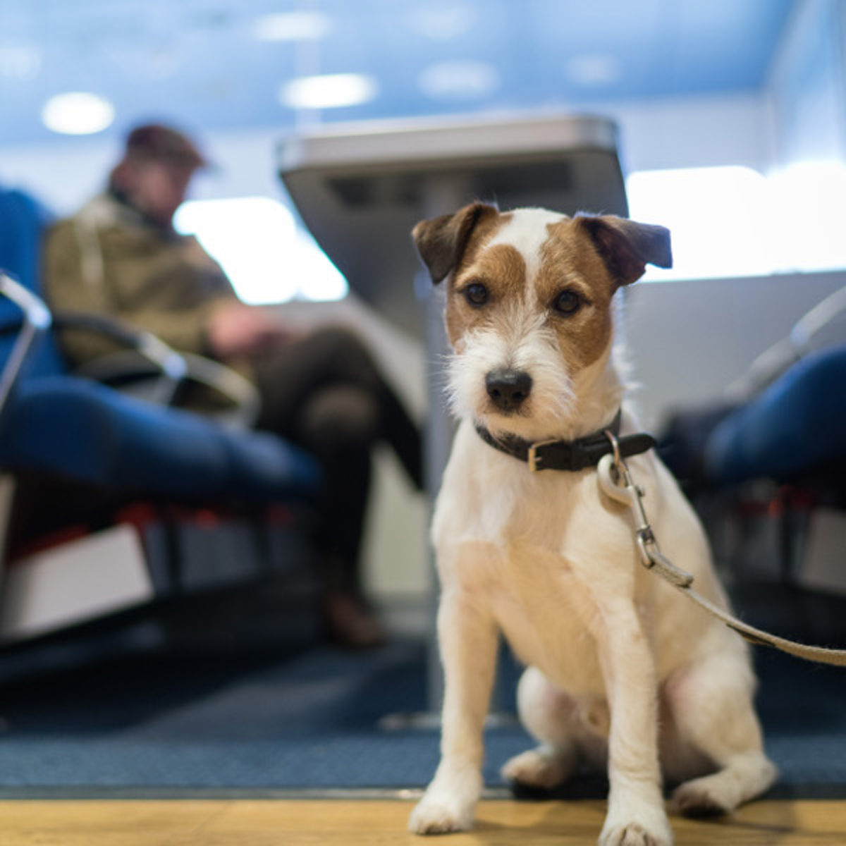 Jack Russell terrier sidder i snor på færgen.