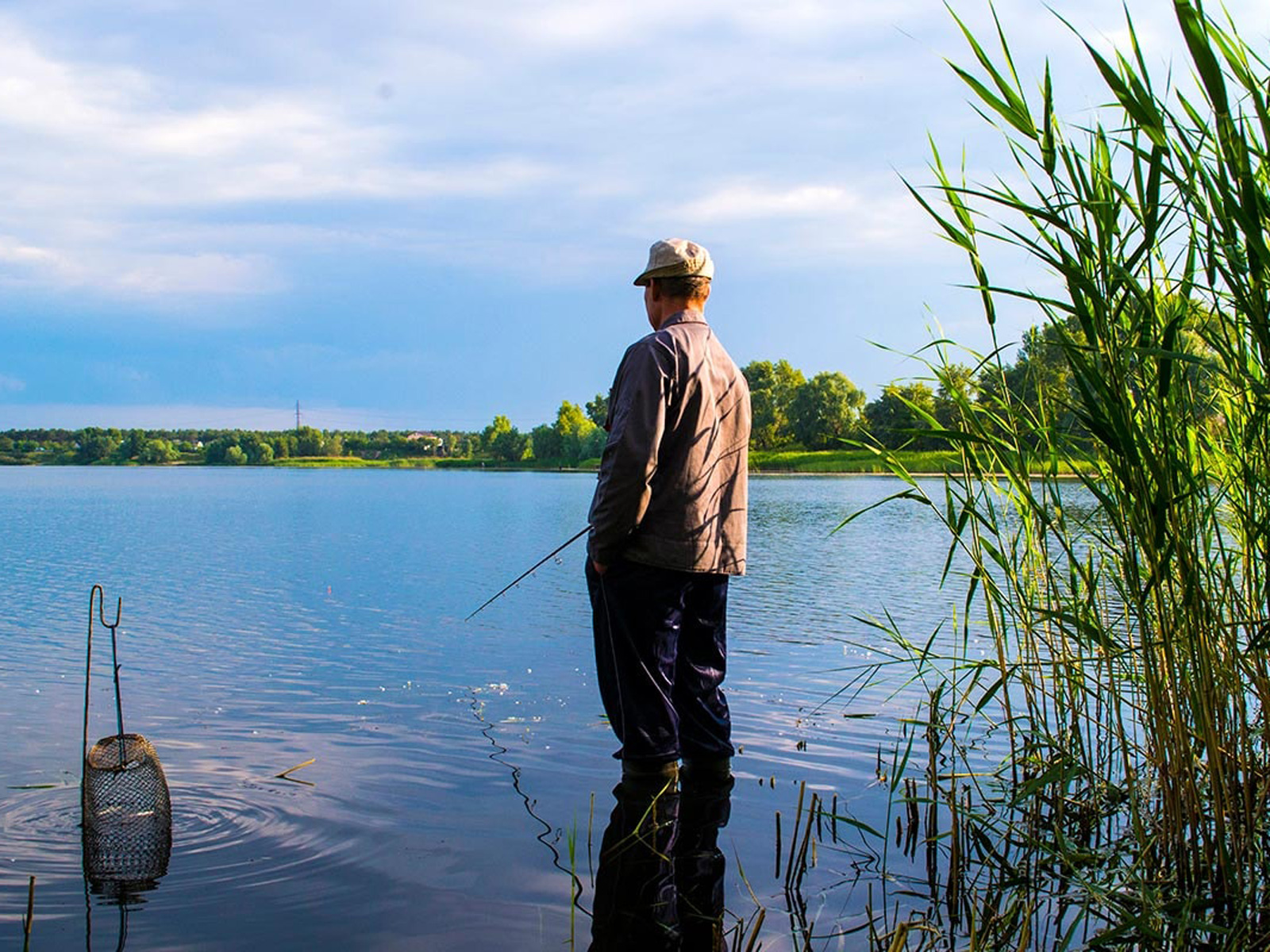 Mand fisker ved en søbred omgivet af siv og stille blå himmel på en solrig dag.