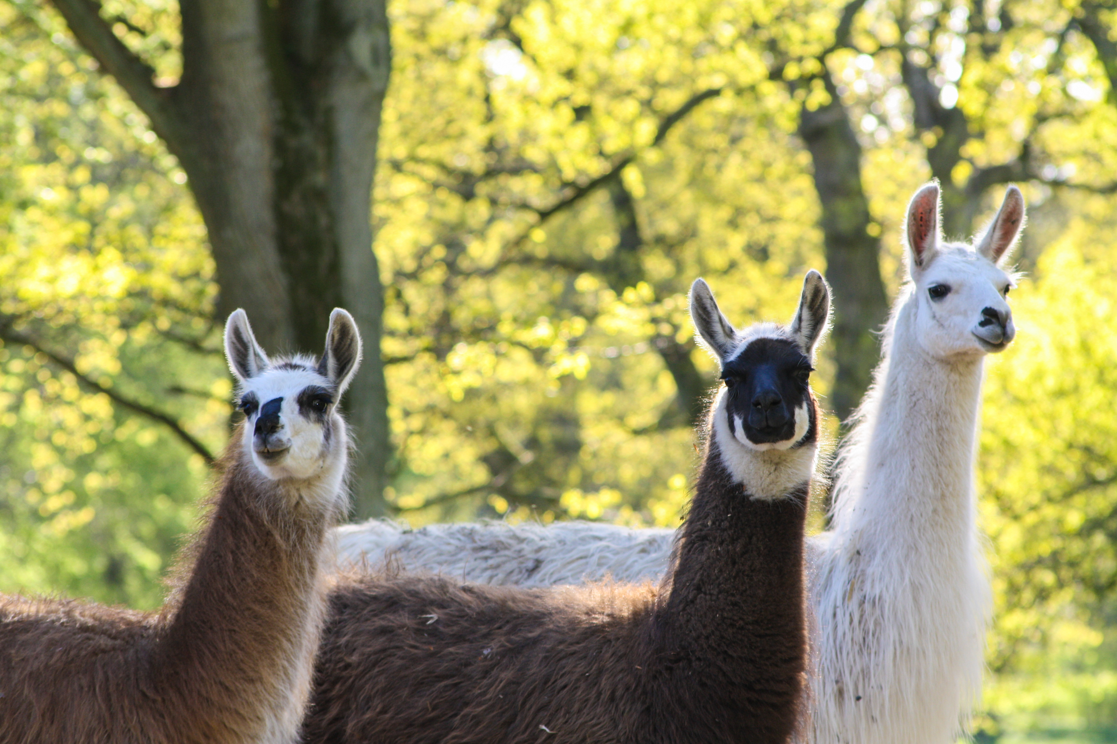 Tre lamaer står i en sollysende skovlysning, med fokus på deres forskellige pelsfarver og udtryk.
