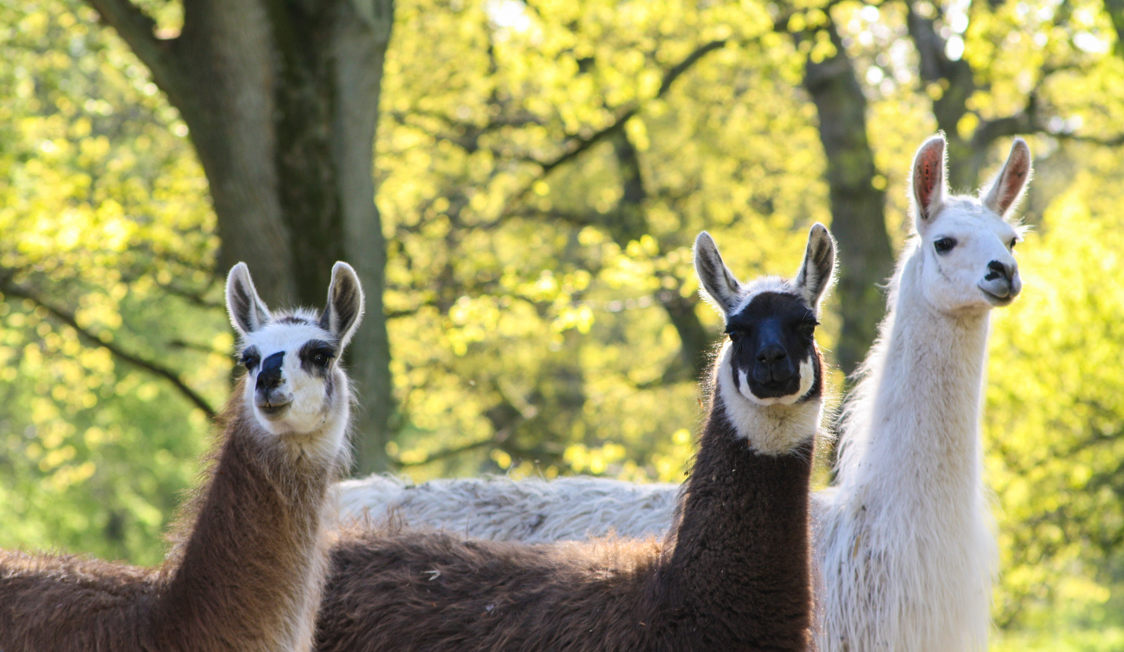 Tre lamaer står i en sollysende skovlysning, med fokus på deres forskellige pelsfarver og udtryk.