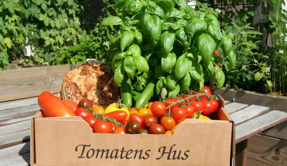 Frisk basilikumplante og farverige cherrytomater i papkasse fra Tomatens Hus på træbord.