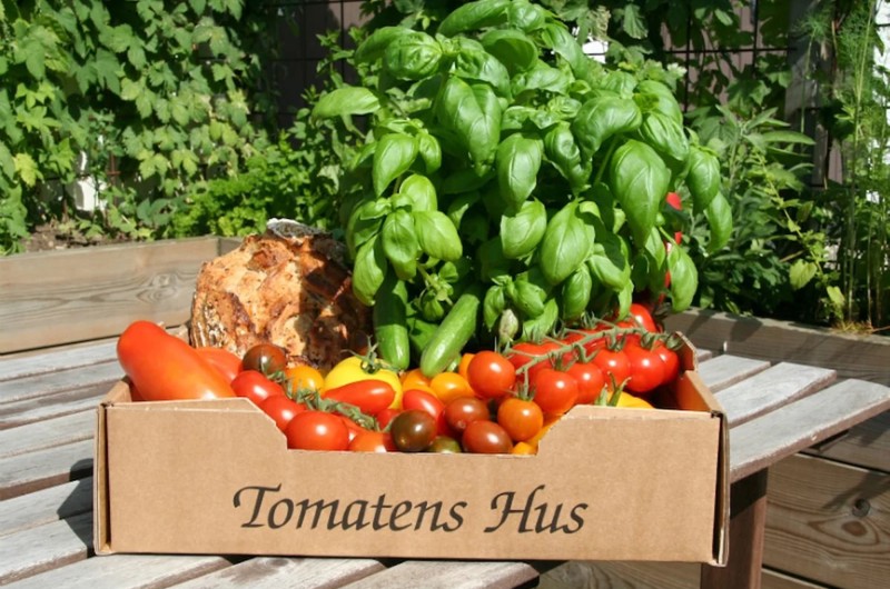 Tomatens Hus
