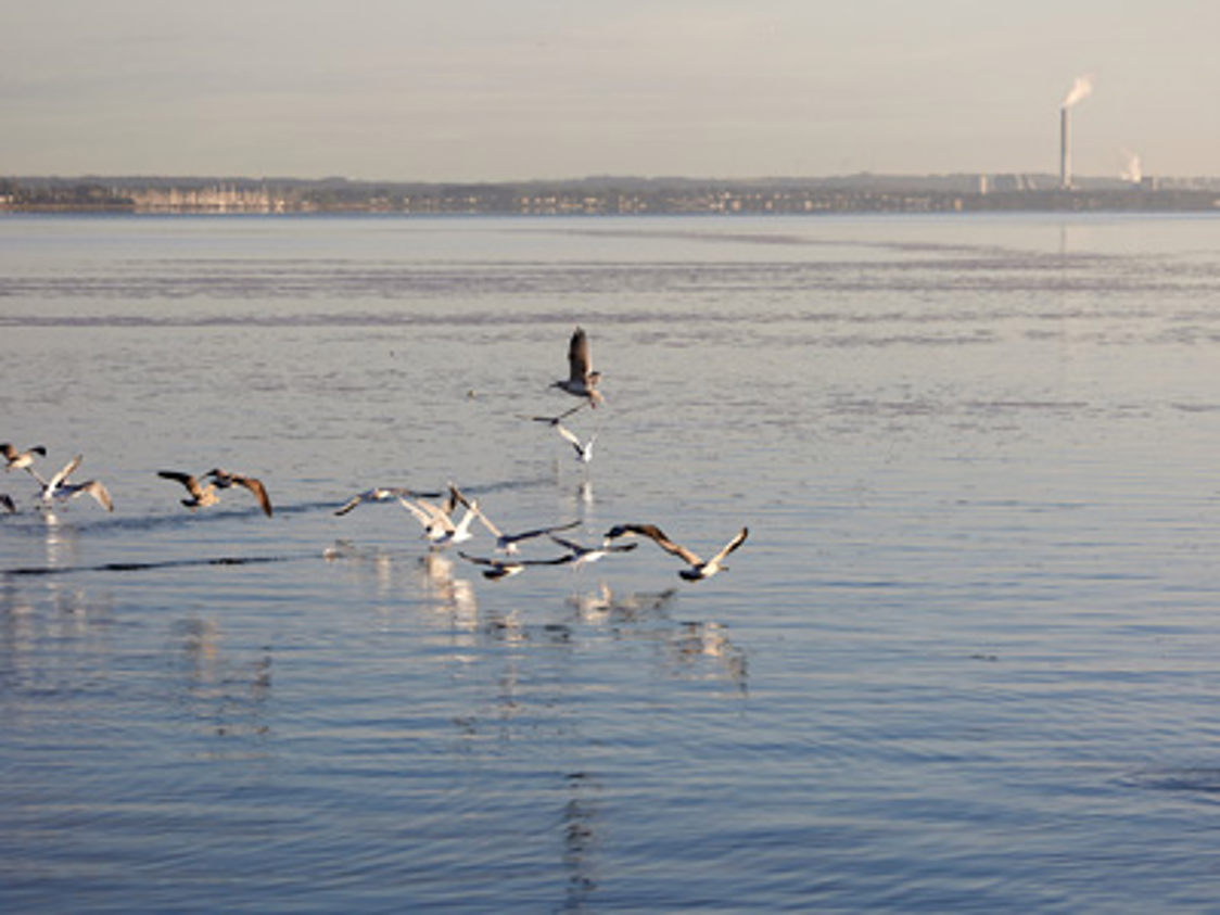 Fugle flyver lavt over vandet i det tidlige morgenlys med en by i horisonten i baggrunden.