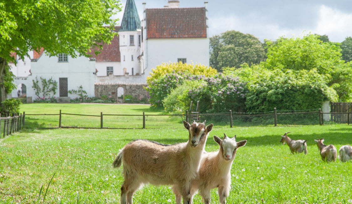 To kidder på en grøn mark foran et gammelt hvidt herregårdshus med rødt tag.