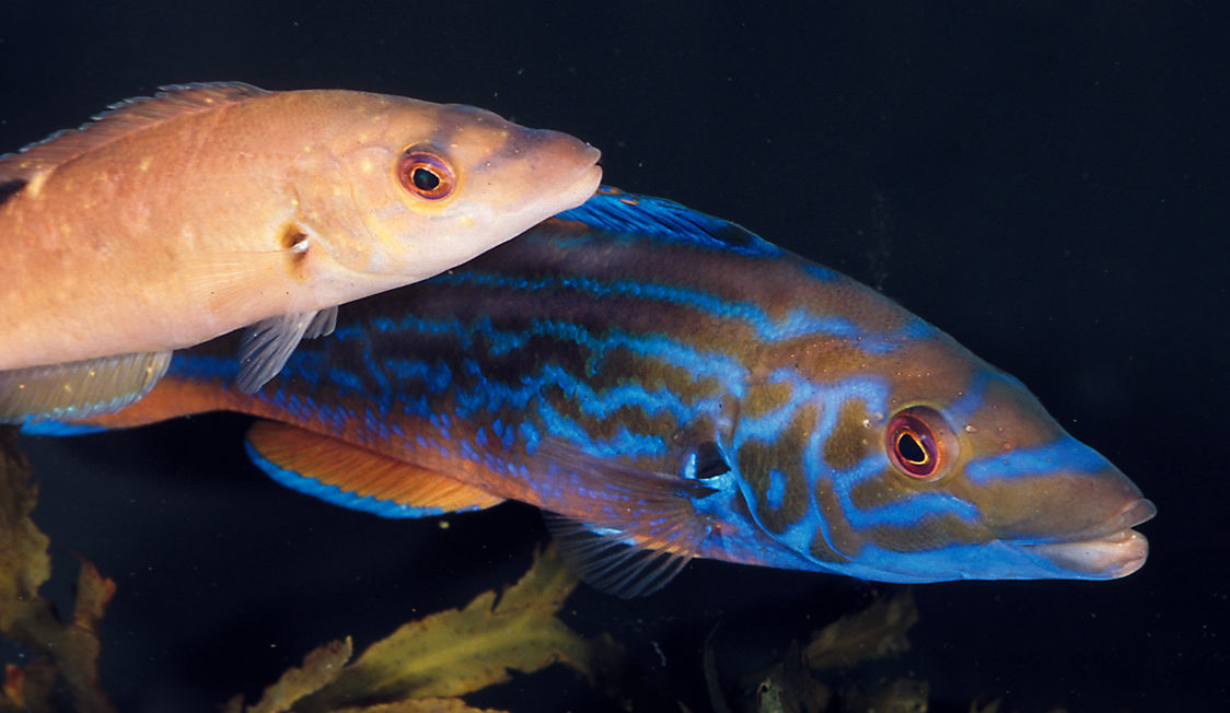 Två färgglada fiskar från Öresundsakvariet simmar i vattnet, med en tydlig blå och brun skala.