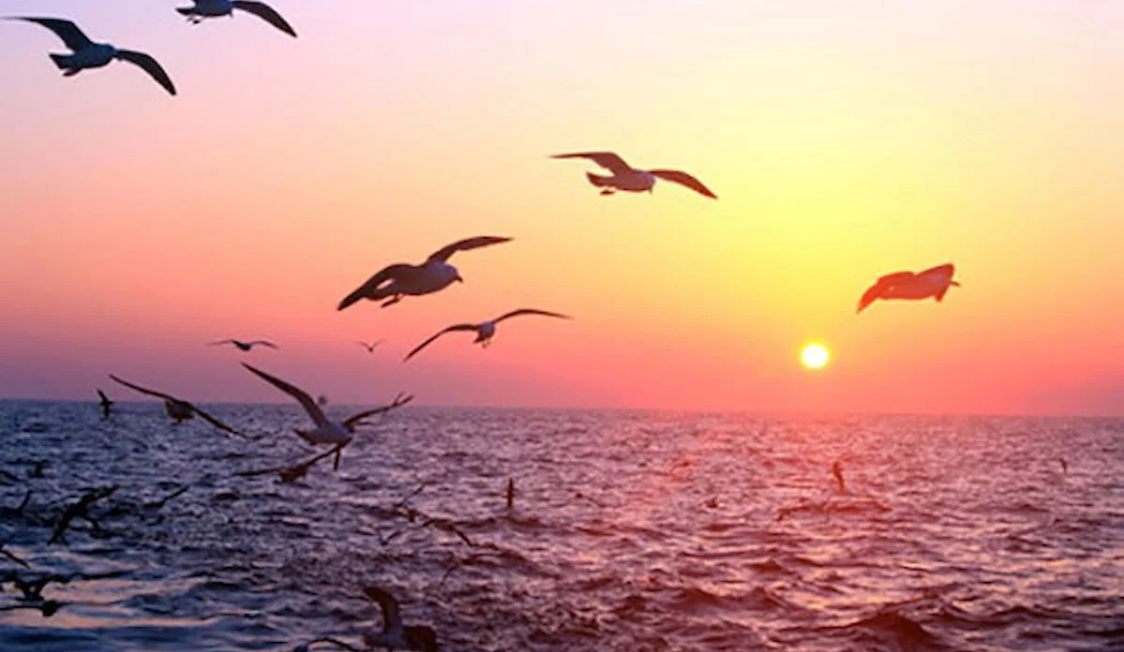 Seagulls flying over the sea at sunset, with the orange sky reflecting on the water.