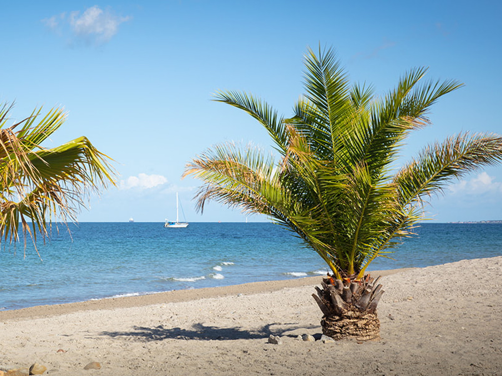 Palmetræ på sandstrand ved det blå hav med en sejlbåd i baggrunden, under en klar blå himmel.