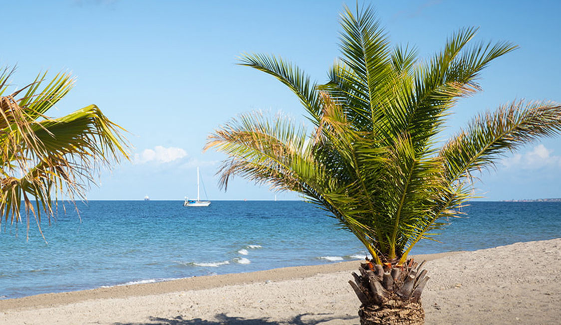 Palmetræ på sandstrand ved det blå hav med en sejlbåd i baggrunden, under en klar blå himmel.