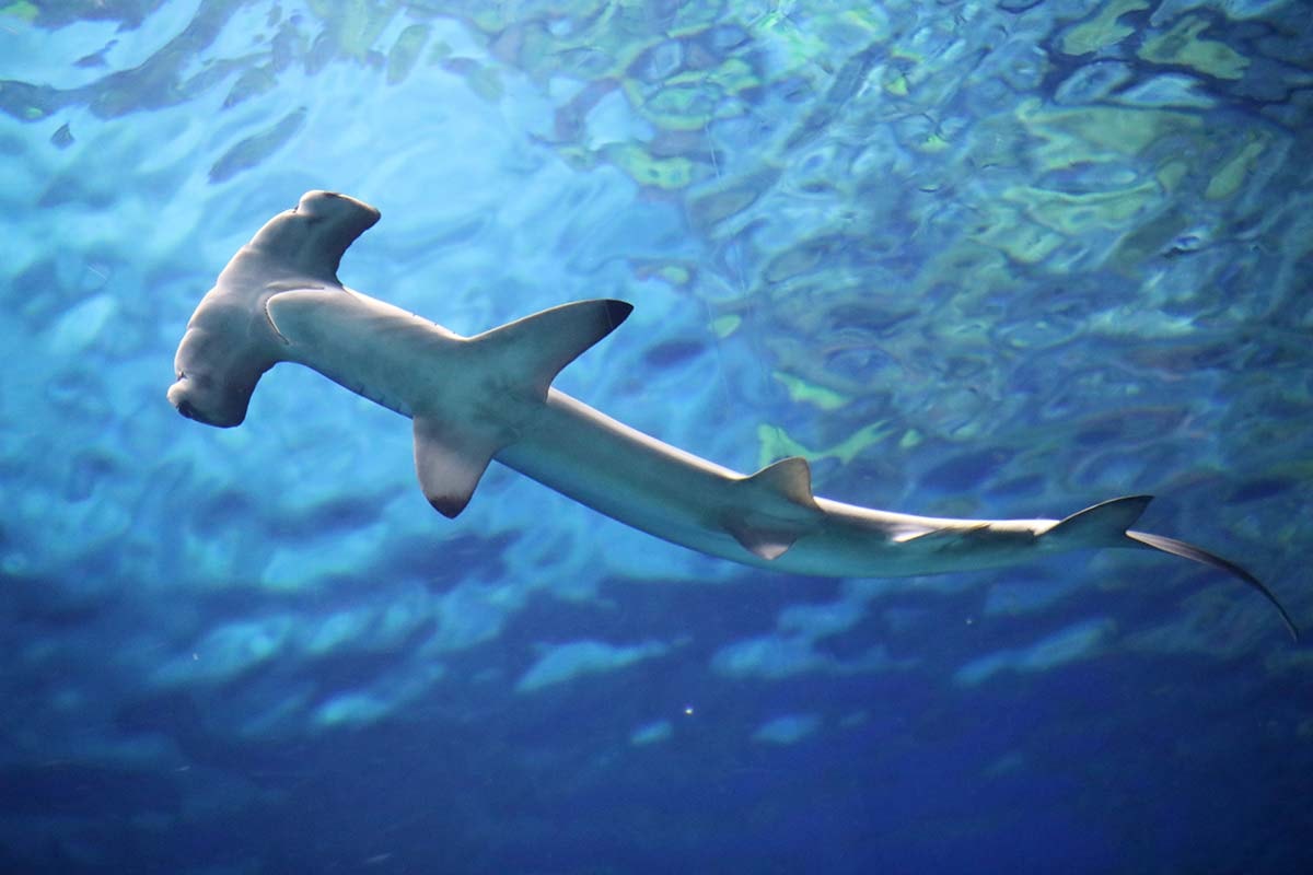 En hammarhaj sedd underifrån med vattenytan strax ovanför.