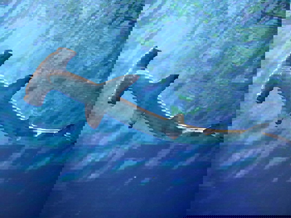 En hammarhaj sedd underifrån med vattenytan strax ovanför.