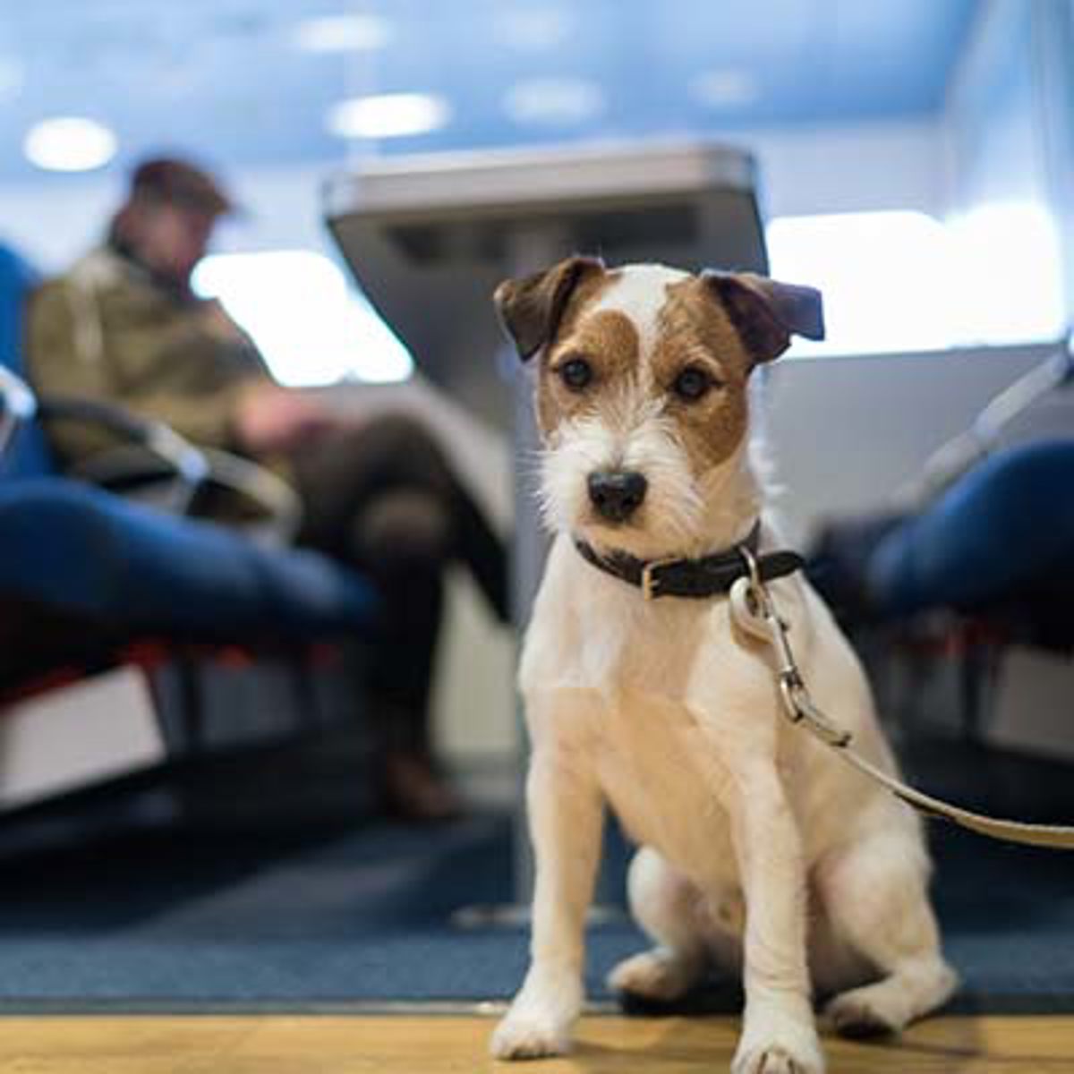 Jack Russell terrier sidder på færge med snor, ser nysgerrigt på kameraet.