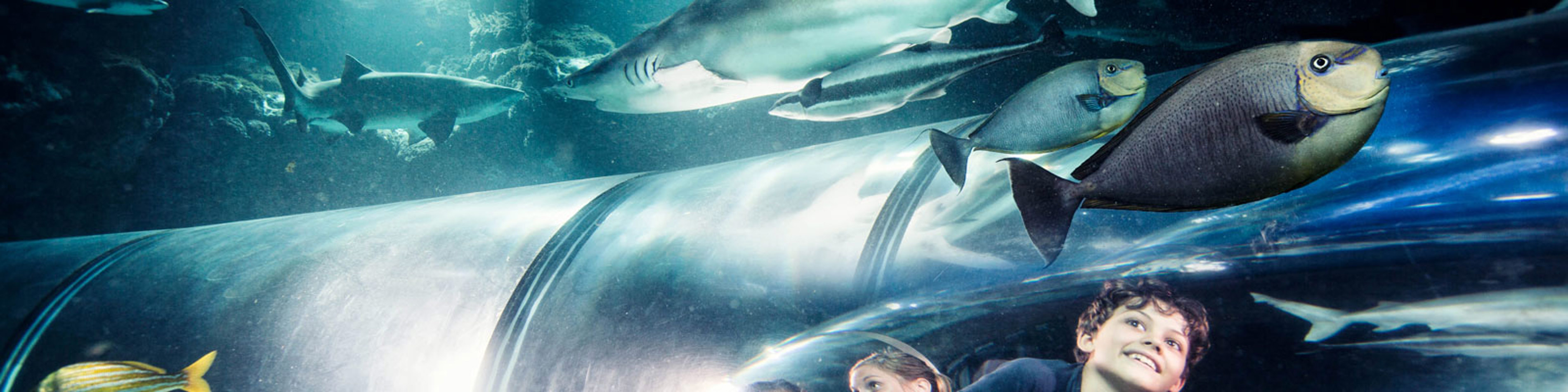 Børn kigger på hajer og fisk gennem en undervandstunnel i et akvarium, omgivet af klart blåt vand.