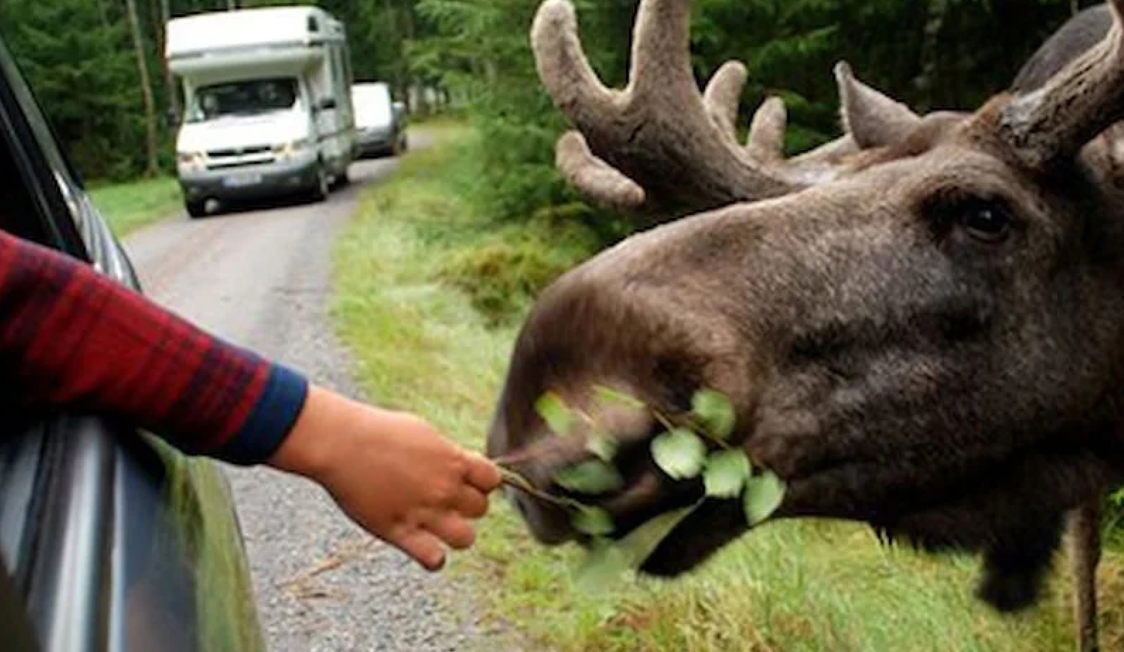 En elg fodres med blade fra en person i en bil på en skovvej, mens en campingvogn kører i baggrunden.