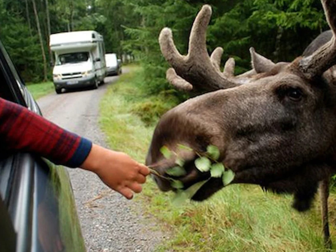 En elg fodres med blade fra en person i en bil på en skovvej, mens en campingvogn kører i baggrunden.