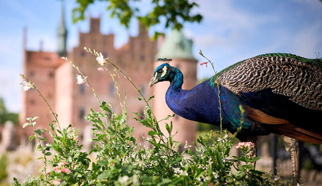 Hjemmeside 600X600 Påfugl