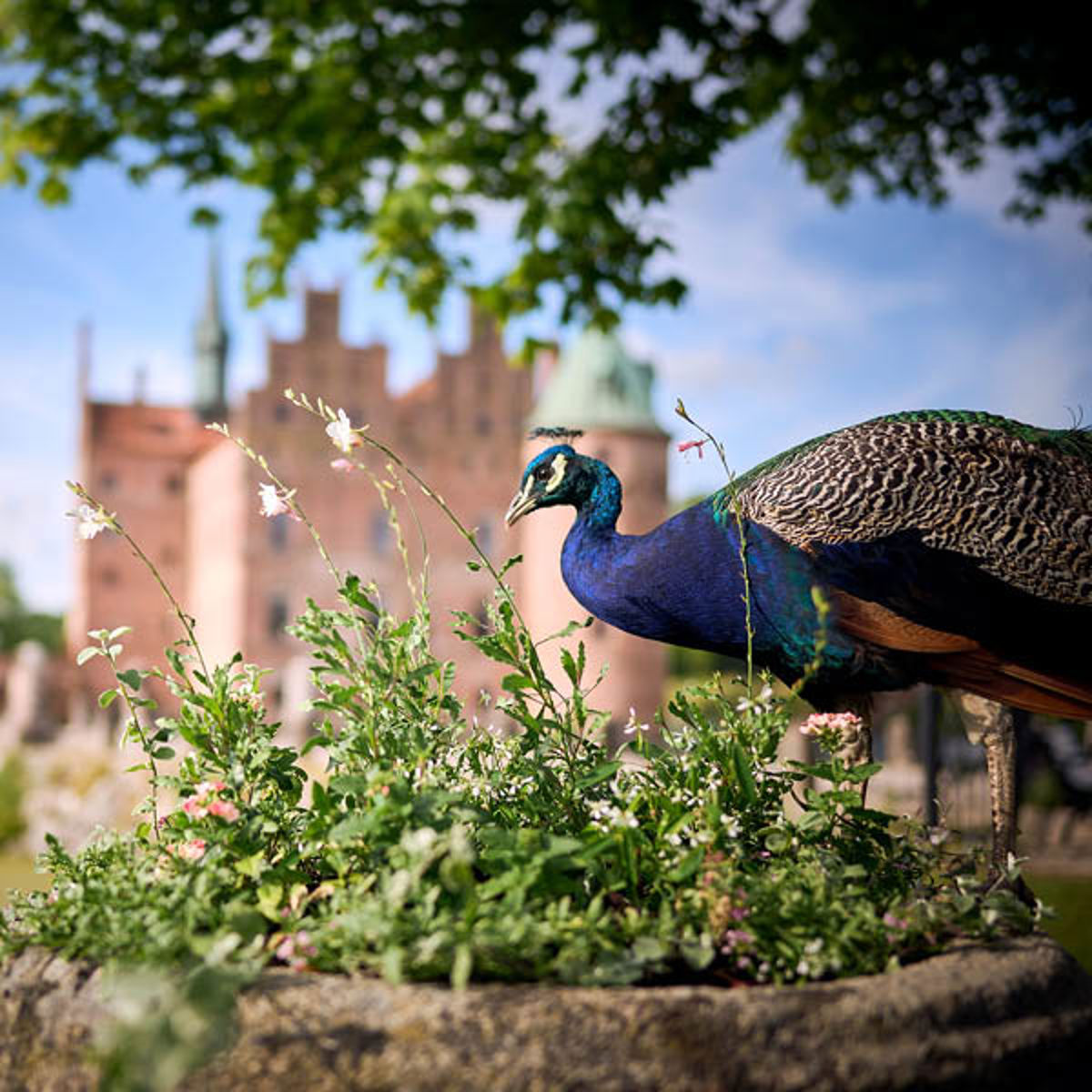 Hjemmeside 600X600 Påfugl