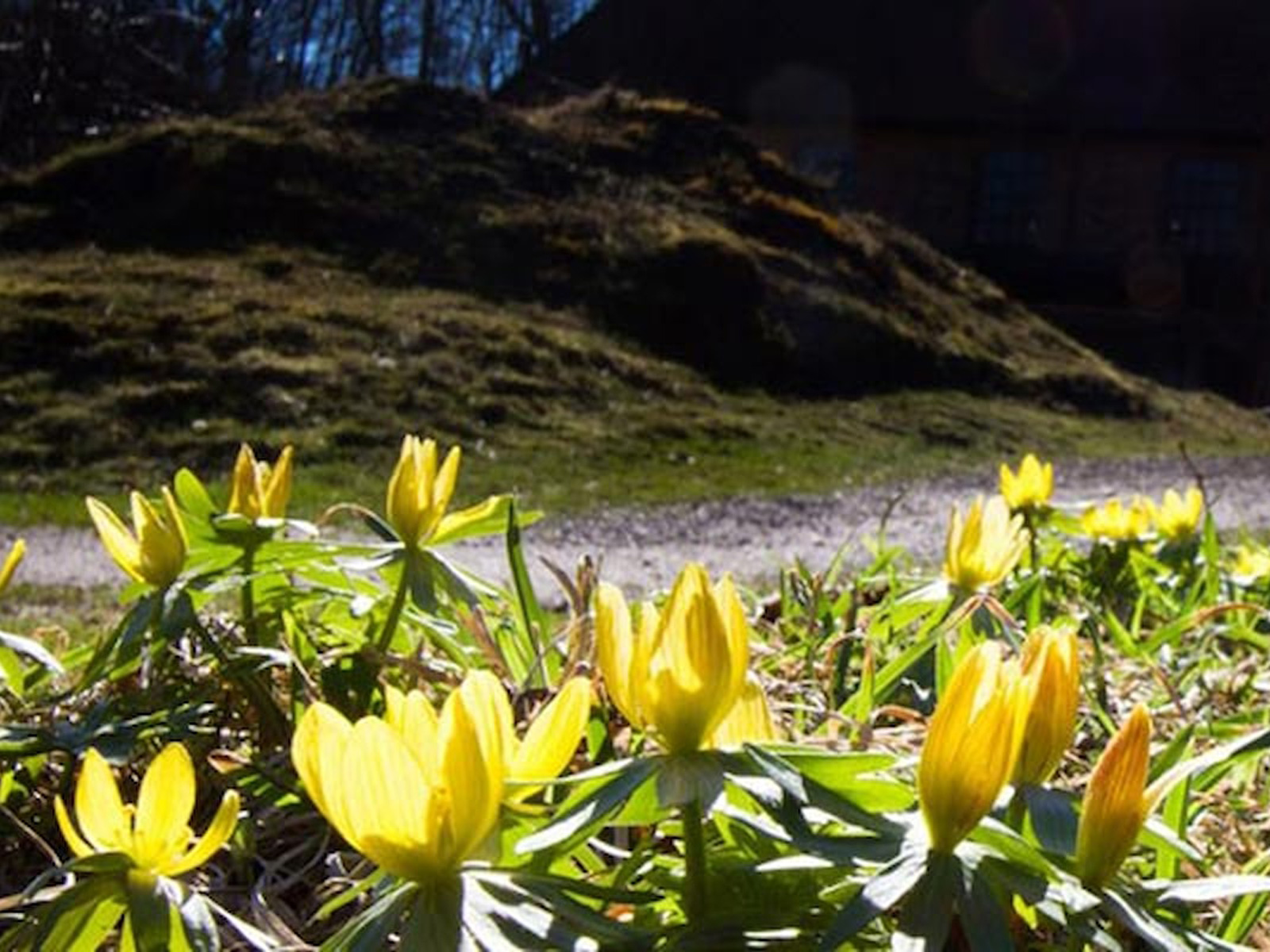 Gule blomster vokser ved en sti i solskin, mens grønne blade omgiver dem på en solrig forårsdag.