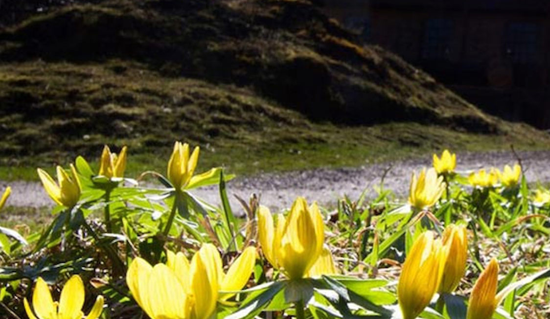 Gule blomster vokser ved en sti i solskin, mens grønne blade omgiver dem på en solrig forårsdag.