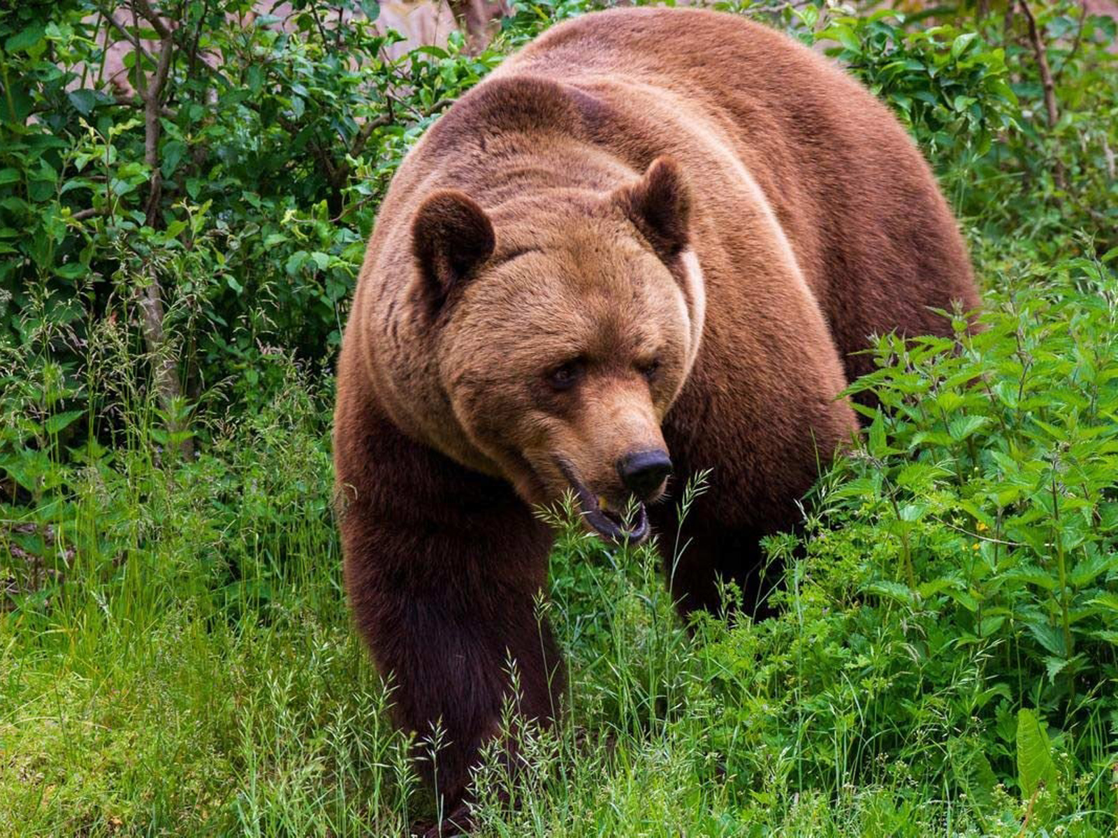 Brun bjørn vandrer gennem frodigt grønt græs og planter i skovmiljø.